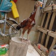 جوجه خروس سندی