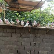 کبوتر پرشی