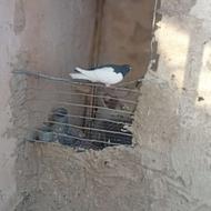 چپ سیاه شیرازی