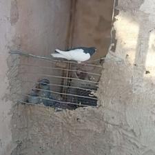 چپ سیاه شیرازی