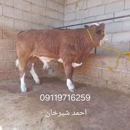 فروش گوساله سمینتال و هلشتاین