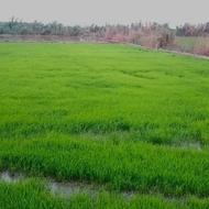 تیم شیرودی سبز هم دستی هم سبدی