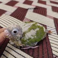 گرینچیک آناناسی رد سرلاکی