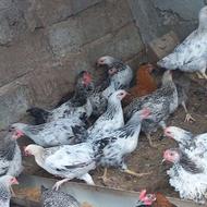 انواع طیور محلی درجه یک