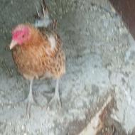 6مرغ ویک خروس