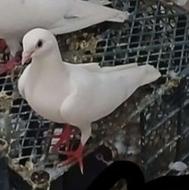 معاوضه کبوتر