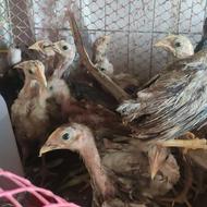 فروش جوجه محلی یک ماهه