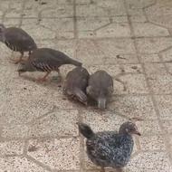 اهلی و رام پرنده پرنده