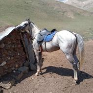 نریان تروبرد