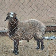 گوسفند و بره