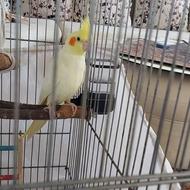 عروس هلندی ماده 2 یا 3 ساله