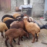 گوسفند 11 راس بره و 2 راس گوسفند