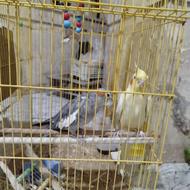 عروس هلندی نر و ماده