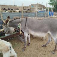 الاق جوان چاق درشت