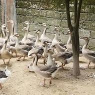 غاز اکراینی نژاد درشت