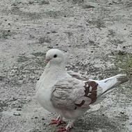 کبوتر بلاندنت