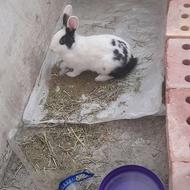خرگوش ماده