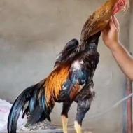 جوجه خروس اوشامو
