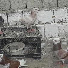 کبوتر هاسالم