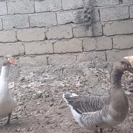 غاز محلی ارگانیک