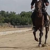 اسب کرد سه ساله