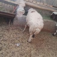 فروس بره نروماده
