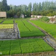 تیم نشا دستگاهی درجه یک...توحیدی