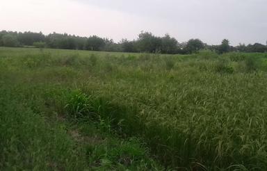 فروش زمین کشاورزی 1800 متر در گیلاکجان