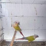 سه جفت گرینچیک مولد