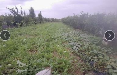 زمین 901 متر روستای نمونه منطقه در تازه آباد
