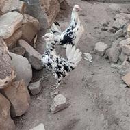 مرغ وخروس گلین