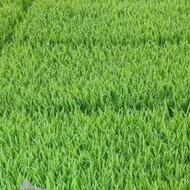 تیم طارم دانه بلند دلک گیری شده روستای اندیکلا
