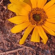 موتور برق اجاره ای