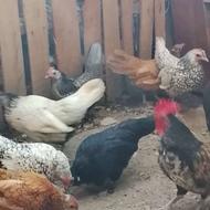 مرغ تخمگذار مینیاتوری جوجه مرغ