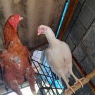 لاری جفت معاوضه با گنجه لاری