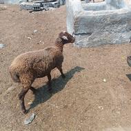 گوسفند بره جنسدار