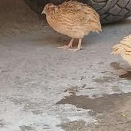 بلدرچین نرو ماده