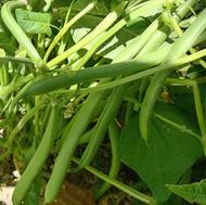 لوبیا سبز بوتحه ای