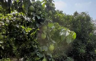 فروش زمین مسکونی 170 متر در شهرک بهزاد