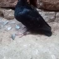 جوجه کلاغ ذات طوق سفید