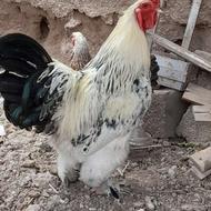 یکعددخروس برهمااصل