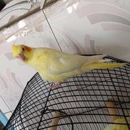 جوجه عروس هلندی سرحال