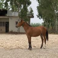 کره مادیون 2ساله