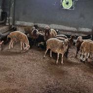 بره گوسفند