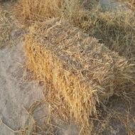 کاه پرس جو وگندم موجود 2500عدد