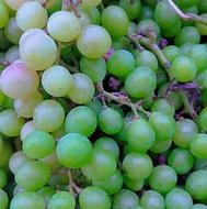 غوره تازه چین و ارگانیک قیمت صد وبیست هزار تومن