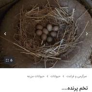تخم قرقاول نطفه دار جوجه کشی