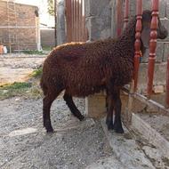 بره ماده جنس