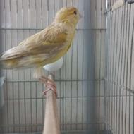 قناری نر ریزه خون