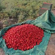 گوجه فرنگی ربی